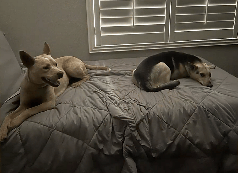 Dixie and New Siblings